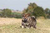 CHIEN FINNOIS DE LAPONIE 318